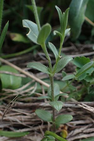 Cerastium alpinum \ Alpen-Hornkraut, A Pusterwald, Eiskar 29.6.2021