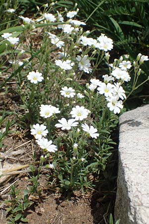 Cerastium arvense subsp. strictum \ Steifes Acker-Hornkraut, A Pusterwald, Eiskar 29.6.2021