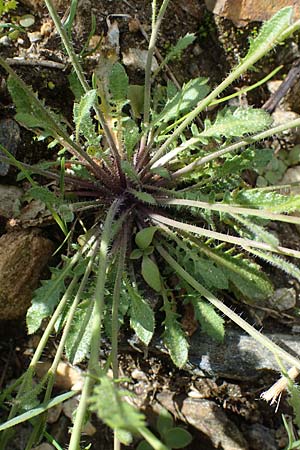 Arabidopsis arenosa \ Sand- / Sand Rock-Cress, A Pusterwald, Eiskar 29.6.2021