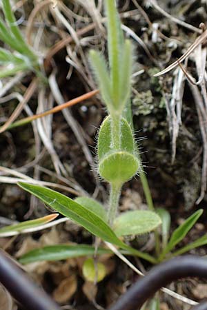 Cerastium alpinum \ Alpen-Hornkraut, A Niedere Tauern, Sölk-Pass 2.7.2021