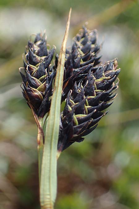 Carex atrata \ Geschwrzte Segge, A Wölzer Tauern, Hoher Zinken 24.7.2021