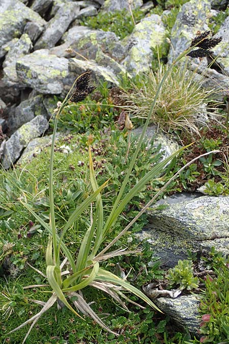 Carex atrata \ Geschwrzte Segge, A Wölzer Tauern, Hoher Zinken 24.7.2021