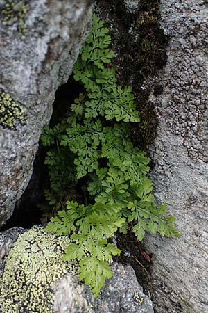 Cryptogramma crispa \ Krauser Rollfarn / Parsley Fern, A Seckauer Tauern, Brandstätter Törl 27.7.2021