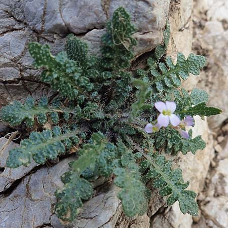 Arabidopsis arenosa \ Sand- / Sand Rock-Cress, A Eisenerzer Reichenstein 28.7.2021