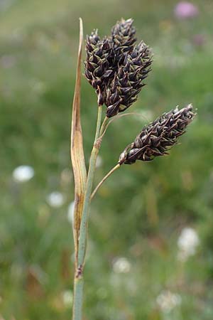 Carex atrata \ Geschwrzte Segge / Black Alpine Sedge, A Eisenerzer Reichenstein 28.7.2021