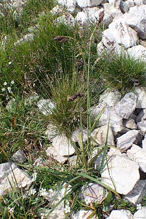 Carex atrata \ Geschwrzte Segge, A Eisenerzer Reichenstein 28.7.2021