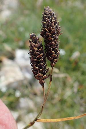 Carex atrata \ Geschwrzte Segge / Black Alpine Sedge, A Eisenerzer Reichenstein 28.7.2021
