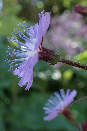 Cicerbita alpina \ Alpen-Milchlattich, Blaue Sau-Distel, A Pusterwald 29.7.2021