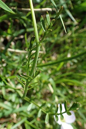 Cardamine pratensis agg. \ Wiesen-Schaumkraut, A Wölzer Tauern, Hohenwart 29.7.2021