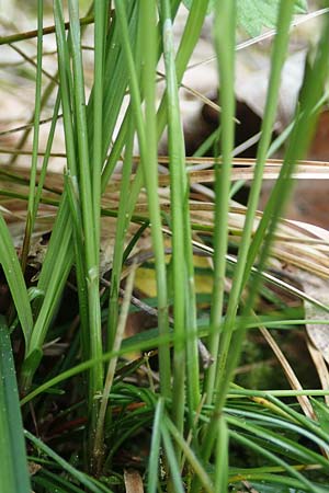 Carex alba \ Weie Segge / White Sedge, A St. Gilgen 16.5.2022