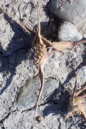 Sporobolus aculeatus / Prickle Grass, A Seewinkel, Apetlon 23.9.2022