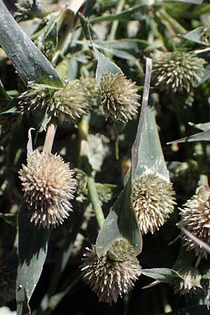 Sporobolus aculeatus / Prickle Grass, A Seewinkel, Apetlon 23.9.2022