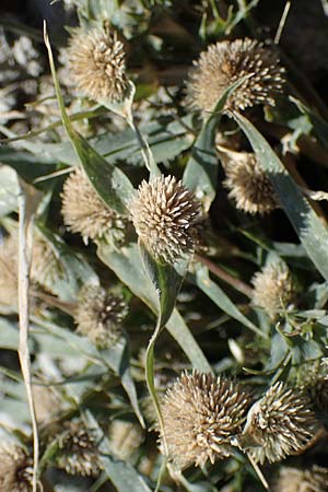 Sporobolus aculeatus / Prickle Grass, A Seewinkel, Apetlon 23.9.2022