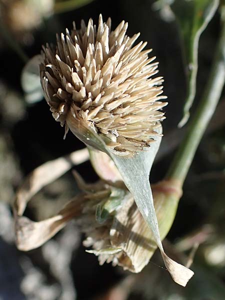 Sporobolus aculeatus \ Starres Dornengras, A Seewinkel, Apetlon 23.9.2022