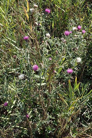 Carduus acanthoides \ Weg-Distel / Welted Thistle, A Seewinkel, Apetlon 23.9.2022