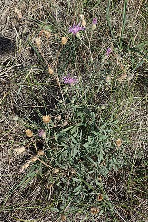 Centaurea australis \ Kleinkpfige Flockenblume / Southern Spotted Knapweed, A Siegendorf 24.9.2022