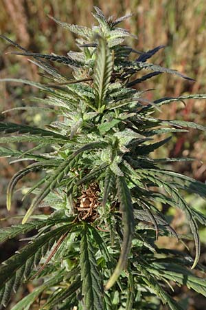 Cannabis sativa \ Hanf, A Siegendorf 24.9.2022