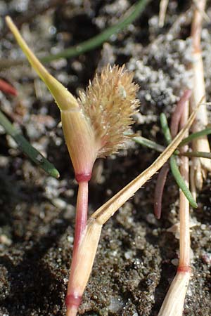 Sporobolus aculeatus \ Starres Dornengras, A Seewinkel, Apetlon 26.9.2022