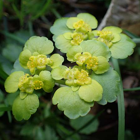 Chrysosplenium alternifolium \ Wechselblttriges Milzkraut, Gold-Milzkraut / Alternate-Leaved Golden-Saxifrage, A Krems 1.4.2023