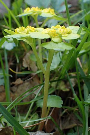 Chrysosplenium alternifolium \ Wechselblttriges Milzkraut, Gold-Milzkraut / Alternate-Leaved Golden-Saxifrage, A Krems 1.4.2023