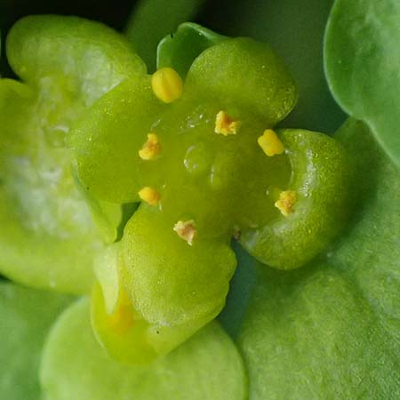 Chrysosplenium alternifolium \ Wechselblttriges Milzkraut, Gold-Milzkraut, A Krems 1.4.2023