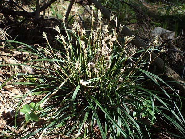 Carex digitata \ Finger-Segge / Fingered Sedge, A Osttirol, Lienz 5.4.2023