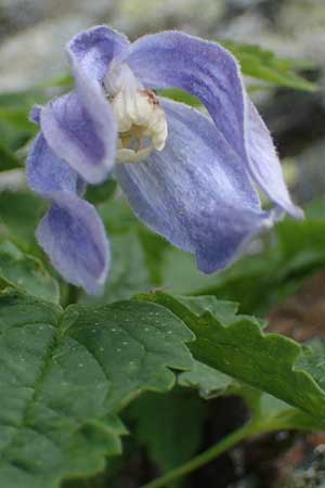 Clematis alpina \ Alpenrebe, Alpen-Waldrebe, A Kärnten, Koralpe 5.7.2023