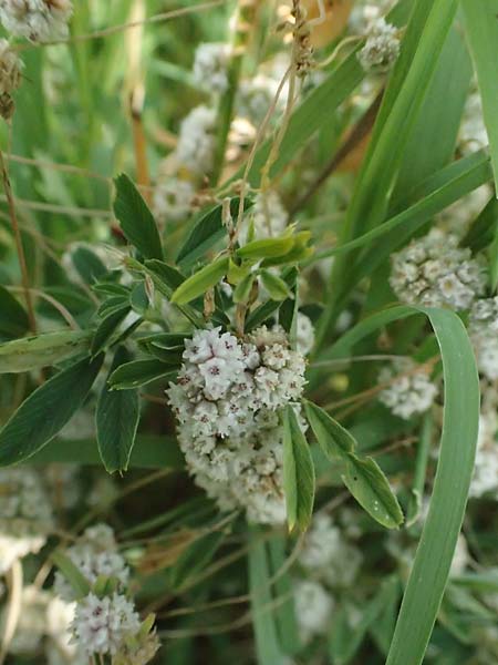 Cuscuta approximata \ Goldgelbe Seide / Alfalfa Dodder, A Seewinkel, Podersdorf 11.7.2023