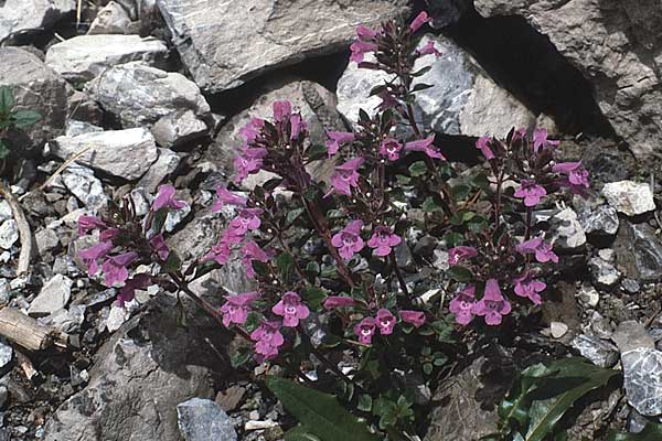 Clinopodium alpinum \ Alpen-Steinquendel, Alpen-Bergminze / Alpine Calamint, A Hinterhornbach 16.7.1987