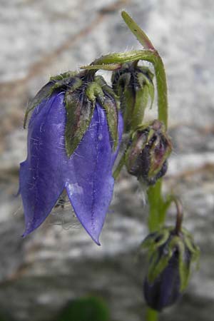 Campanula barbata / Bearded Bellflower, A Malta - Valley 19.7.2010