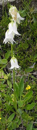 Campanula barbata / Bearded Bellflower, A Malta - Valley 19.7.2010