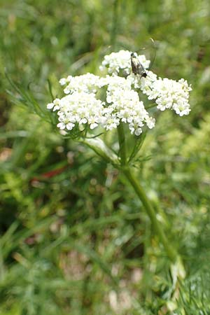 Carum carvi / Caraway, A Carinthia, St. Paul im Lavanttal 16.5.2016