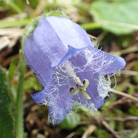 Campanula barbata / Bearded Bellflower, A Carinthia, Koralpe 9.8.2016