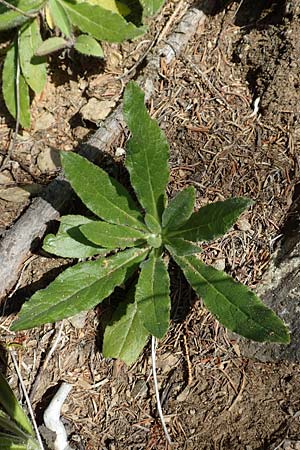 Campanula barbata / Bearded Bellflower, A Pusterwald 1.7.2019