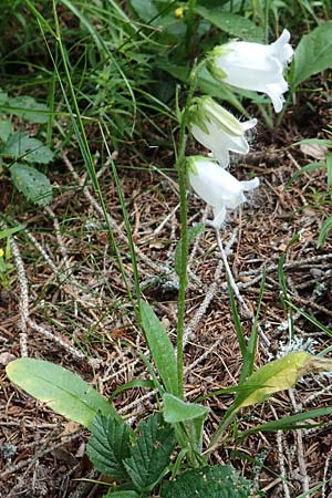 Campanula barbata \ Brtige Glockenblume, Bart-Glockenblume / Bearded Bellflower, A Trenchtling 3.7.2019