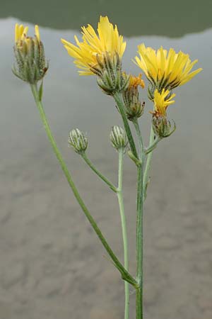 Crepis biennis \ Wiesen-Pippau / Rough Hawk's-Beard, A Tragöß 5.7.2019