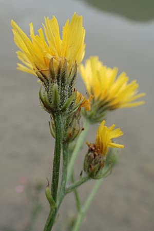 Crepis biennis \ Wiesen-Pippau / Rough Hawk's-Beard, A Tragöß 5.7.2019