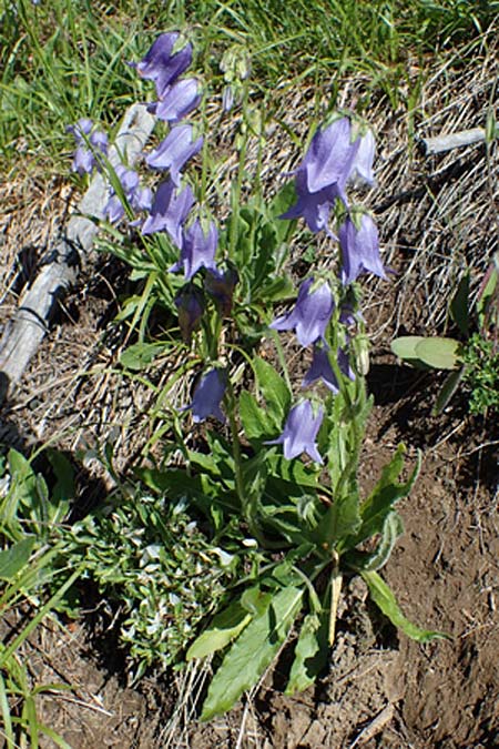 Campanula barbata / Bearded Bellflower, A Pölstal-Oberzeiring 26.6.2021