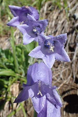 Campanula barbata / Bearded Bellflower, A Pölstal-Oberzeiring 26.6.2021