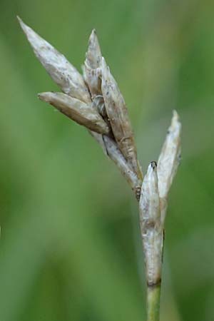 Carex brizoides \ Zittergras-Segge / Quaking Grass Sedge, A Ingeringsee 27.7.2021