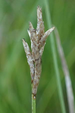 Carex brizoides \ Zittergras-Segge / Quaking Grass Sedge, A Ingeringsee 27.7.2021