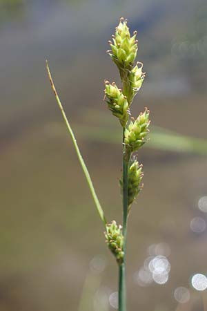 Carex canescens \ Graue Segge, A Wölzer Tauern, Hohenwart 29.7.2021