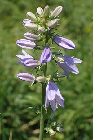 Campanula bononiensis \ Bologneser Glockenblume, Filz-Glockenblume, A Gumpoldskirchen 9.7.2023