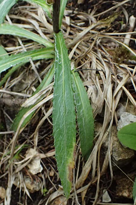 Carlina biebersteinii \ Biebersteins Golddistel / Bieberstein's Carline Thistle, A Palfau 8.7.2024