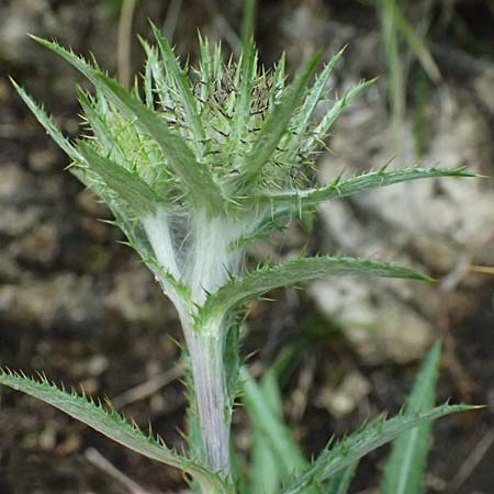 Carlina biebersteinii \ Biebersteins Golddistel / Bieberstein's Carline Thistle, A Palfau 8.7.2024