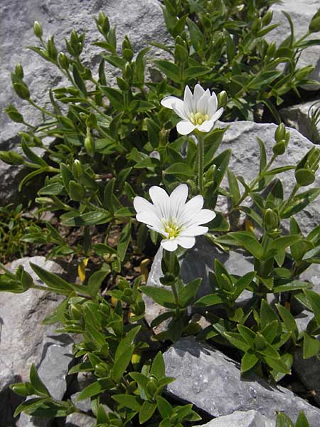 Cerastium carinthiacum \ Krntner Hornkraut / Carinthian Mouse-Ear, A Trenchtling 3.7.2010