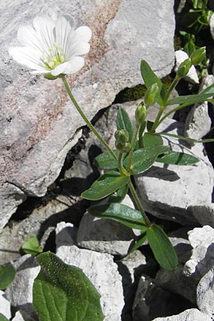 Cerastium carinthiacum \ Krntner Hornkraut / Carinthian Mouse-Ear, A Dachstein 20.7.2010