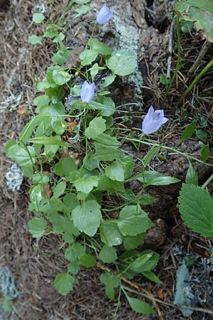 Campanula cochlearifolia \ Kleine Glockenblume / Fairy's Thimble, A Kärnten/Carinthia, Petzen 8.8.2016