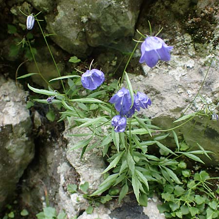 Campanula cochlearifolia \ Kleine Glockenblume / Fairy's Thimble, A Frein an der Mürz 3.7.2020