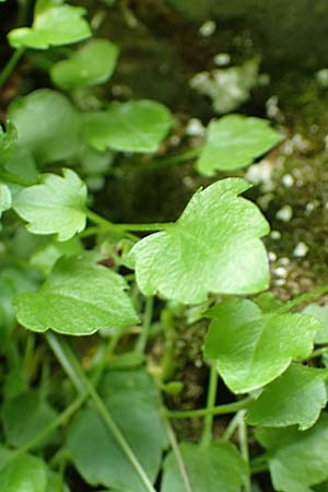 Campanula cochlearifolia \ Kleine Glockenblume / Fairy's Thimble, A Frein an der Mürz 3.7.2020